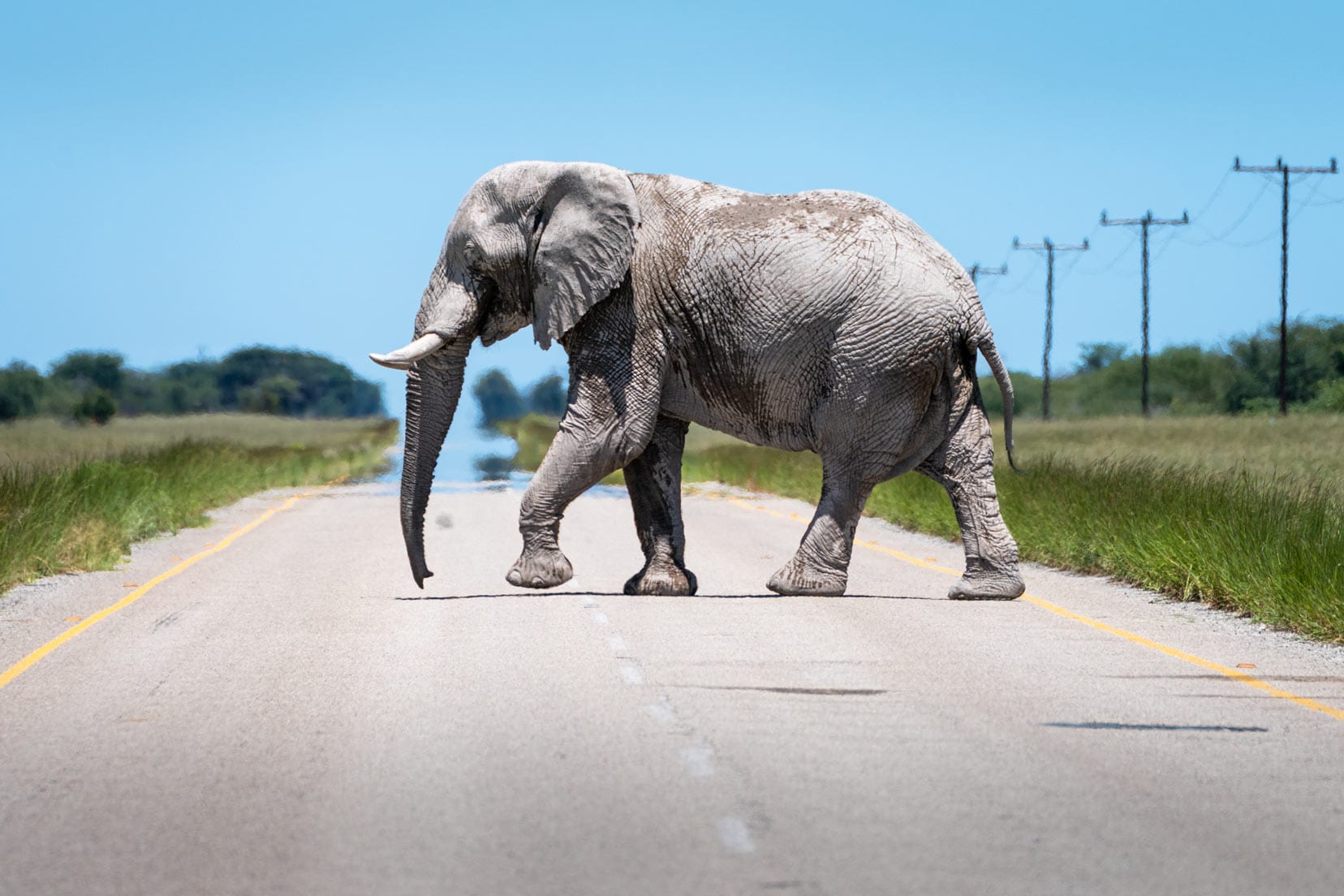 elephant crossing the road in Botswana
