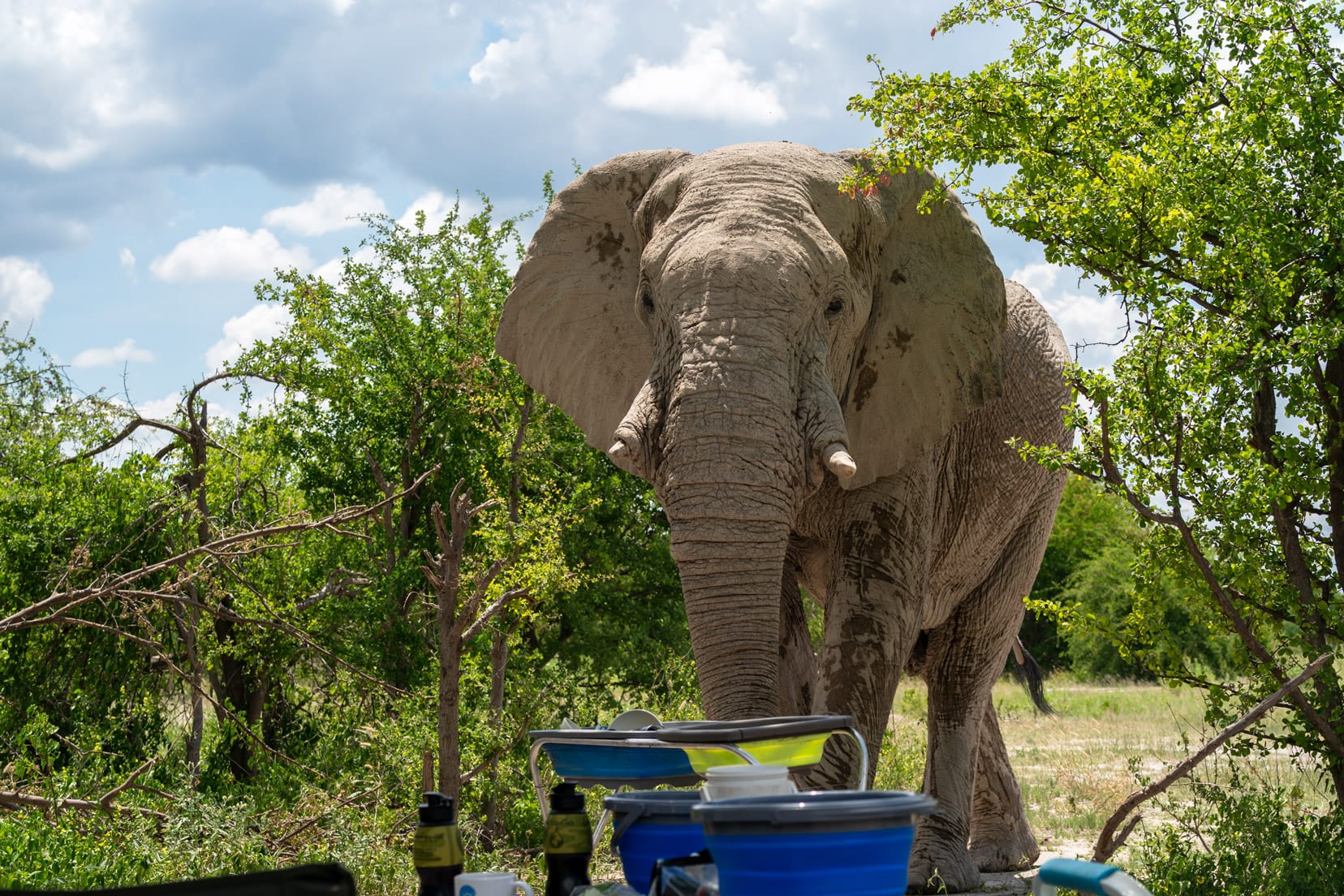 Overlanding botswana tip - watch out for wildlife - elephant walking towards the camera with a table in front of it nxai national park, botswana