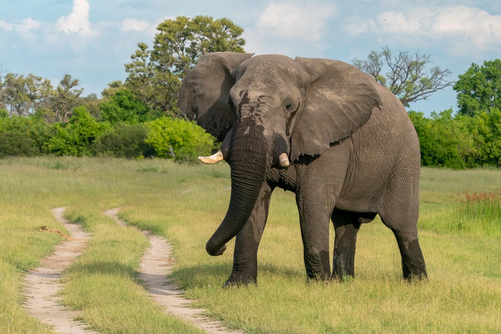 elephant standing beside a track in the bush