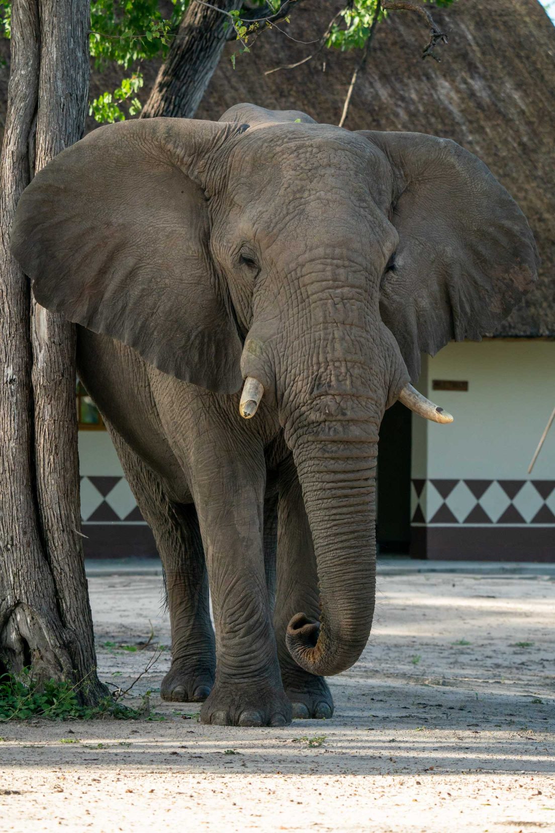 Elephant in camp at south gate in moremi nature reserve