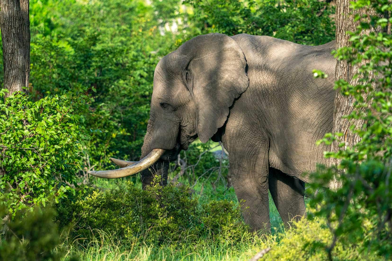 elie-near-camp-with-large tusks