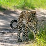 female-leopard-looking-to-left at Xakanaxa Camp in Moremi game reserve