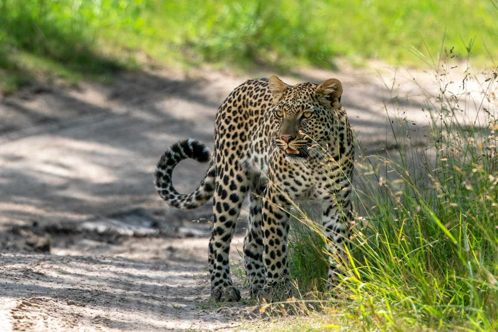 female-leopard-looking-to-left at Xakanaxa Camp in Moremi game reserve