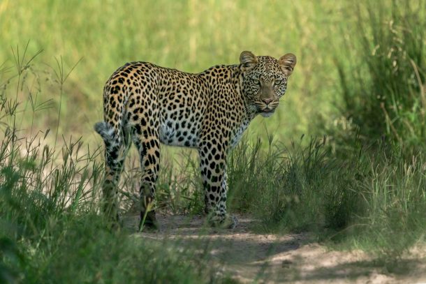 Moremi Game Reserve Camping and Self-Drive Safari