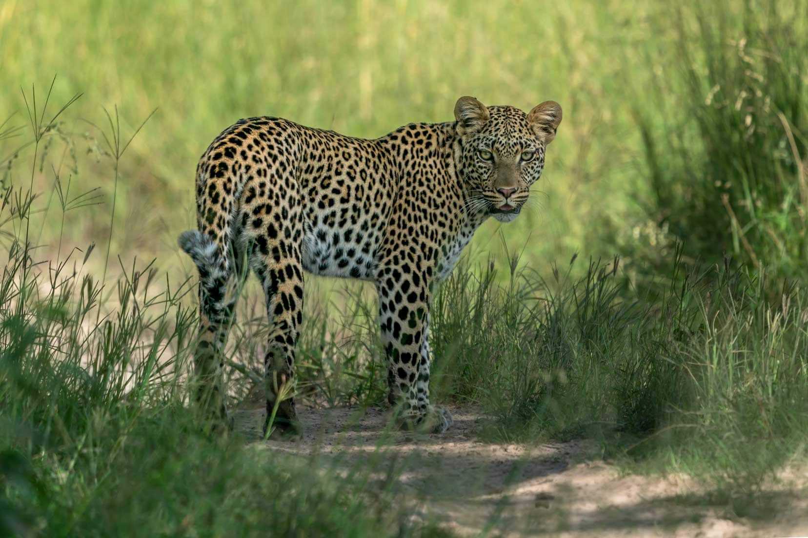 female-leopard-turning-to-look-back amongst green grasses