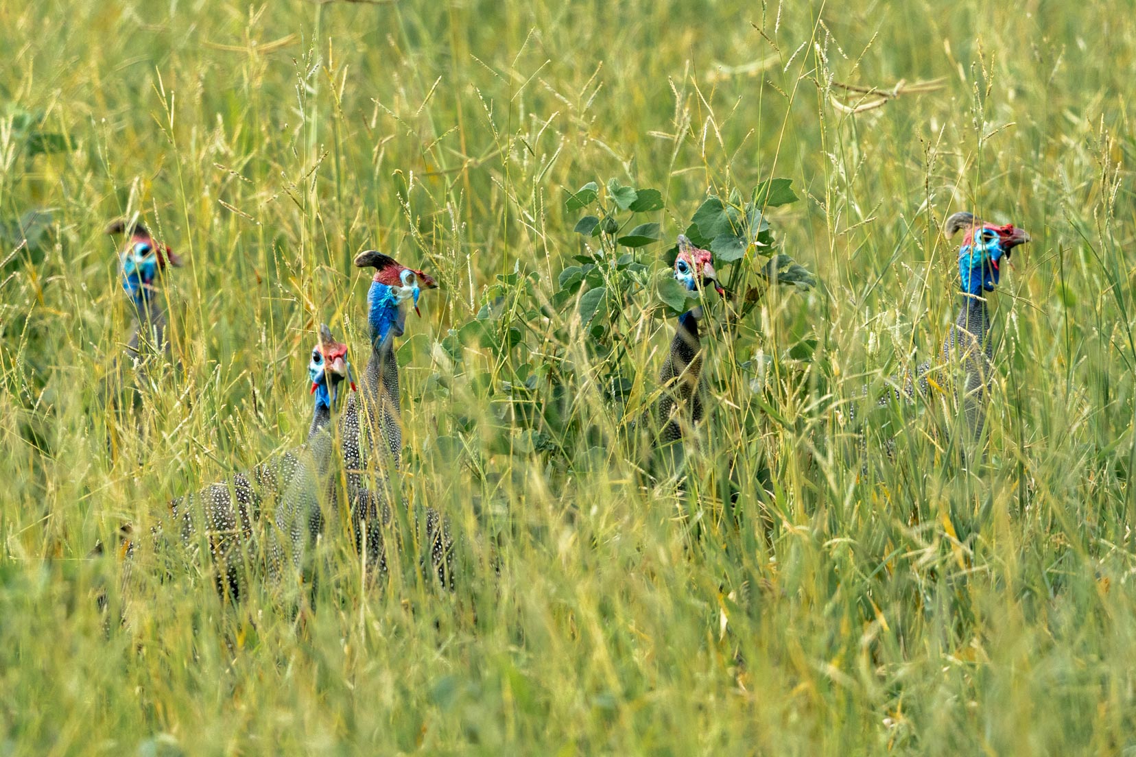 Helmeted guinea fowl in long grass