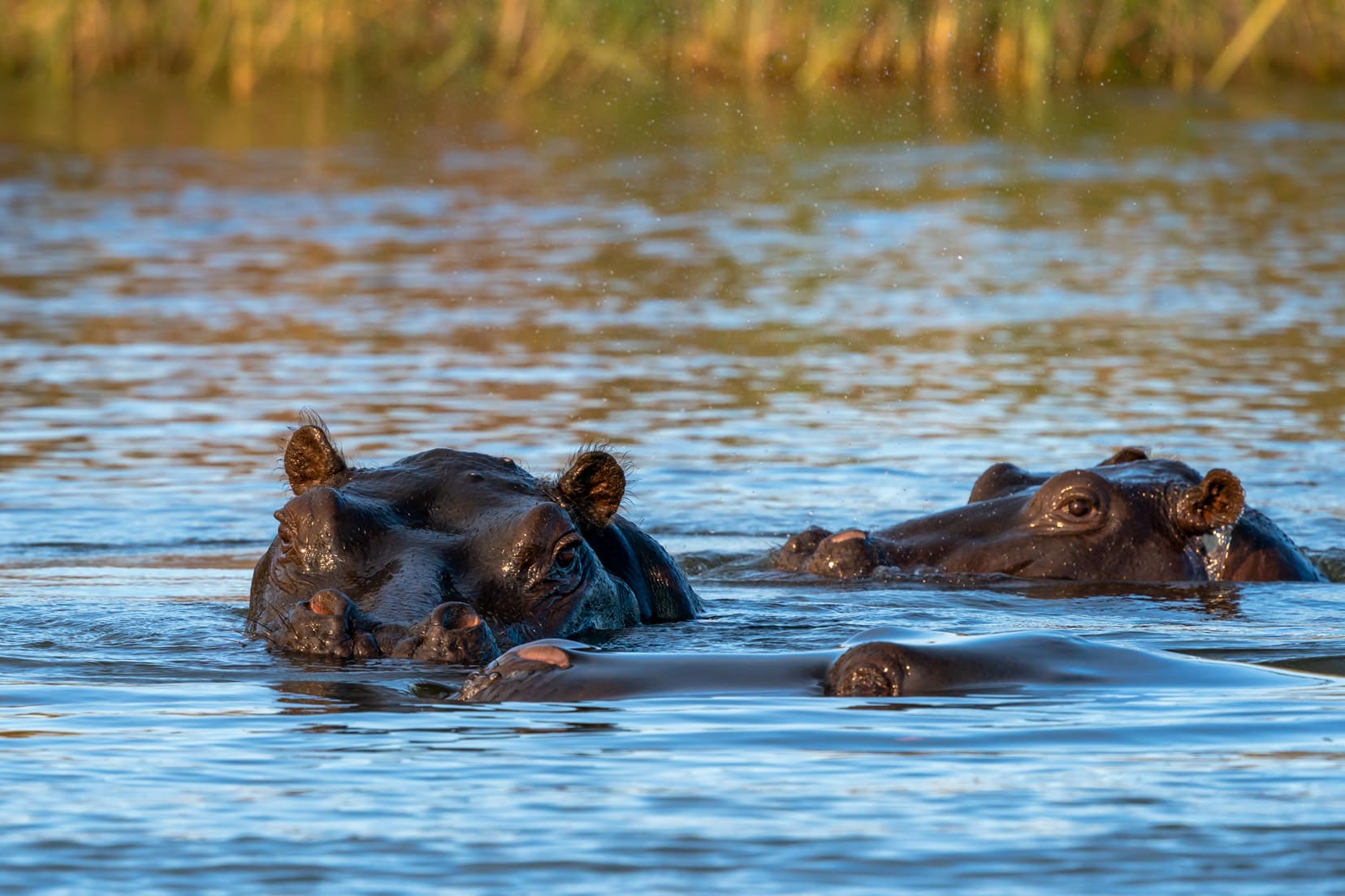 Hippos in the Okavango River 
