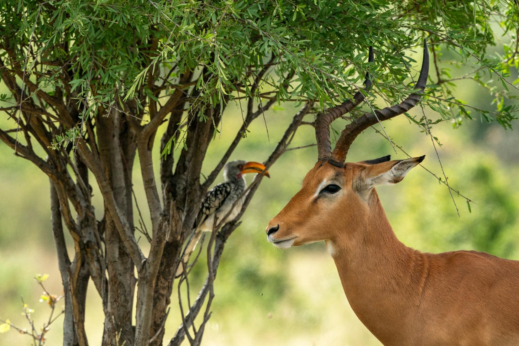 impala by a tree with a hornbill in the distance
