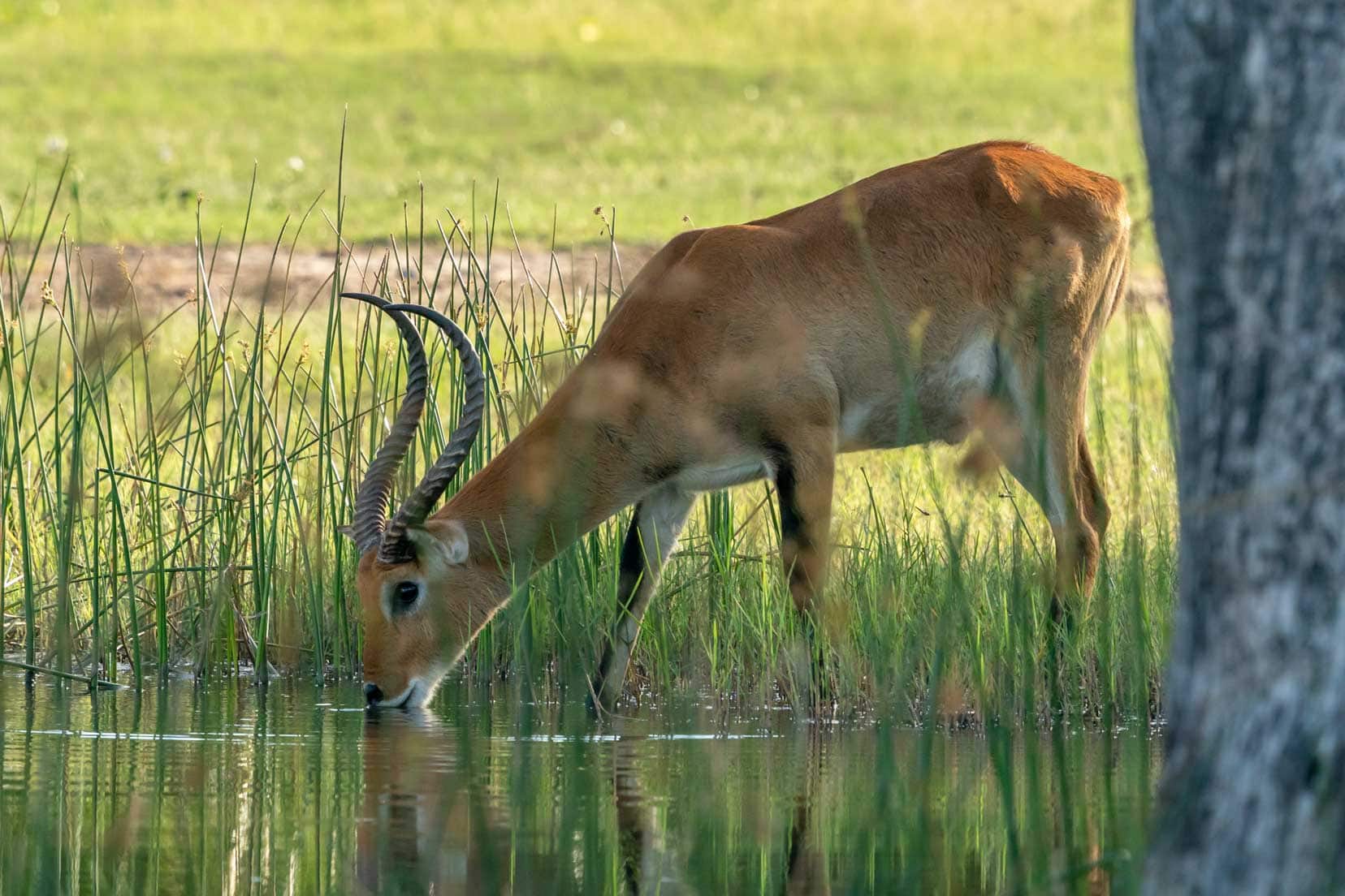 red lechwe-drinking-at-waterhole at Paradise Pools Xakanaxa