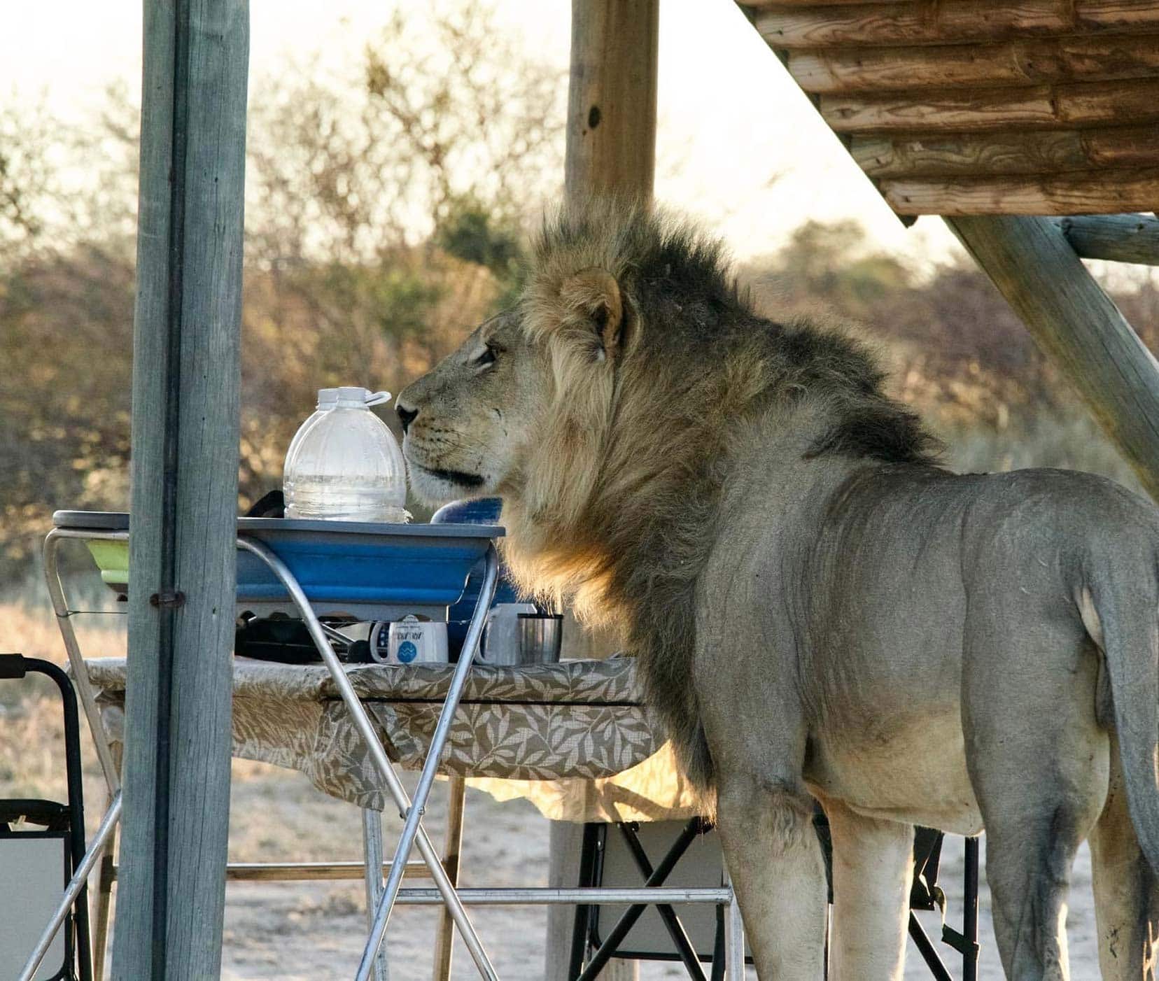 lion sniffing some human items in a sink