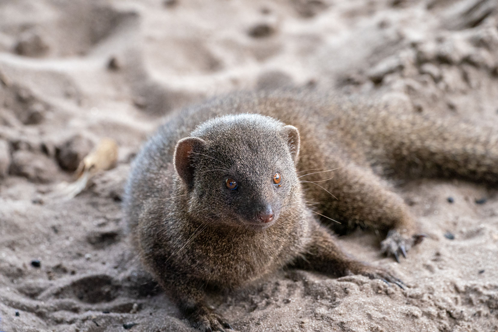 Dwarf mongoose lying in the sand