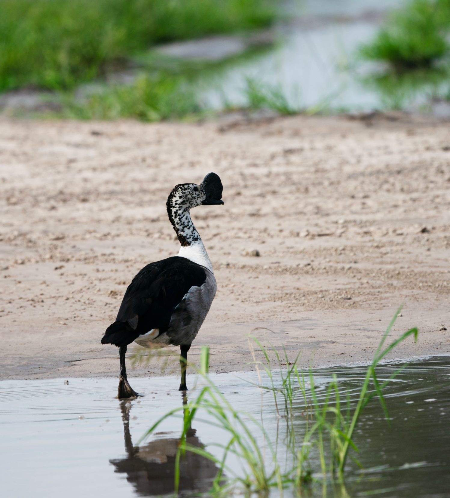 moremi-game-reserve-comb-duck - duck with a black semi-circular beak 