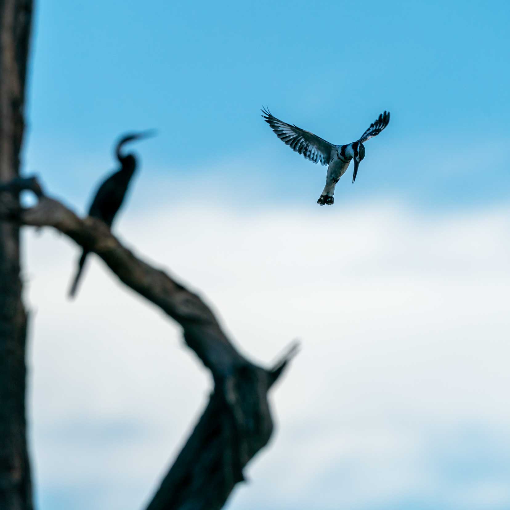 African Darter and pied kingfisher 