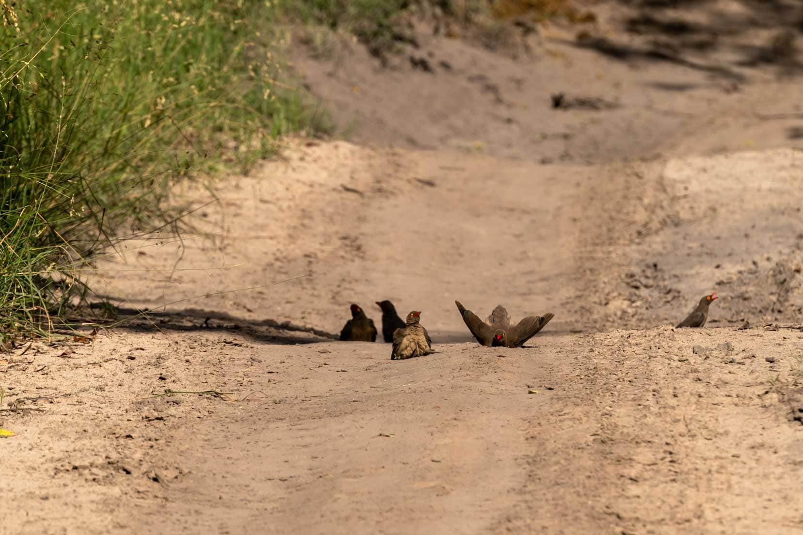 On the path – a group of oxpeckers were taking a dust bath – part if the caring routine for their feathers. They get rid of excess oils and also insulate the feathers.