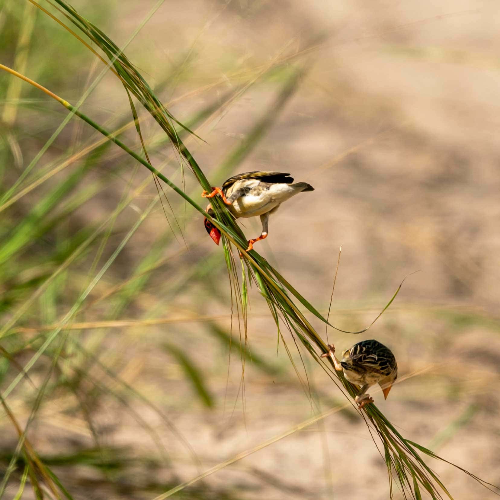 small-birds-on-long-grass-shoots-over-road