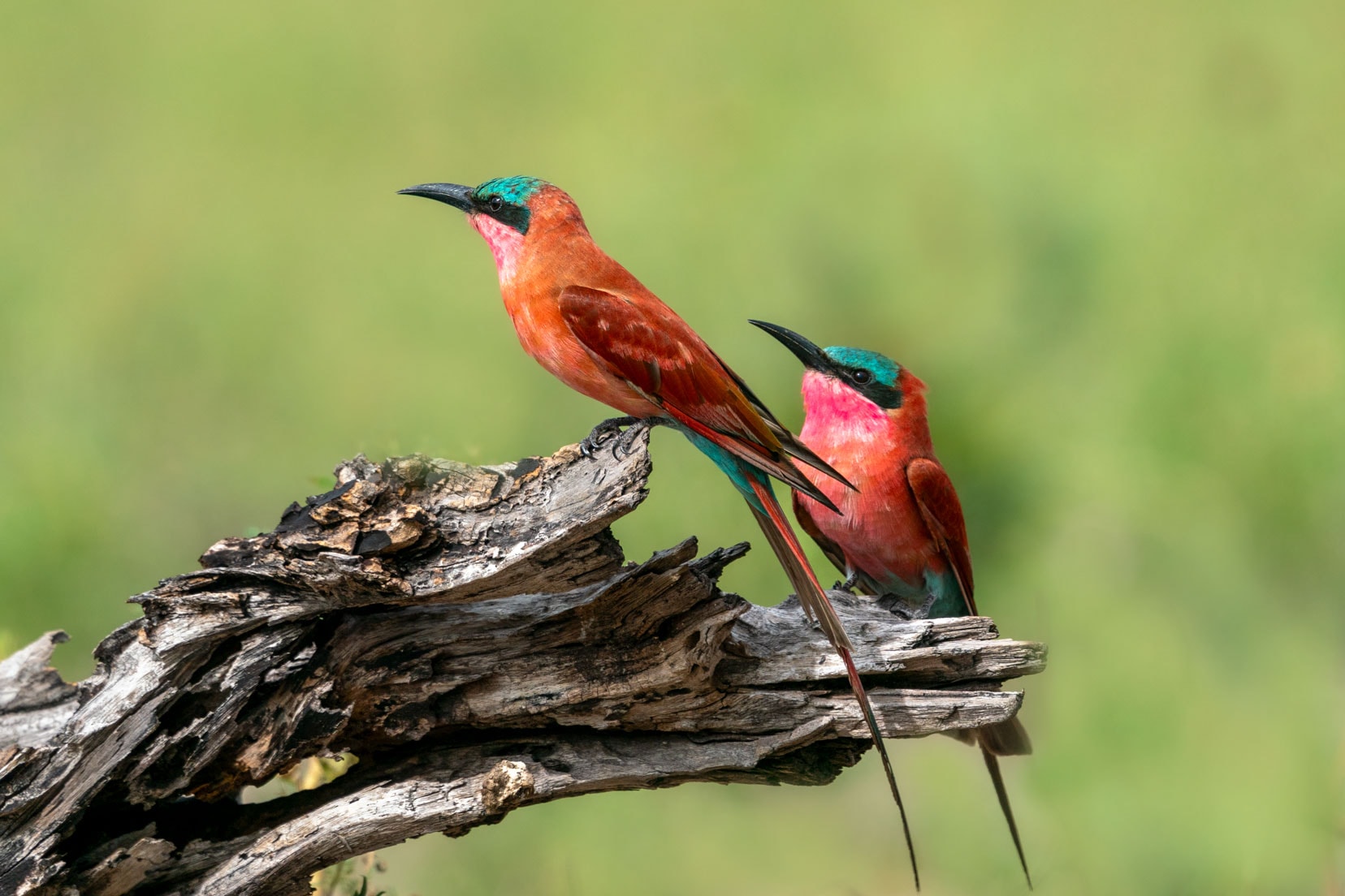 Two southern carmine bee-eaters sat on a log
