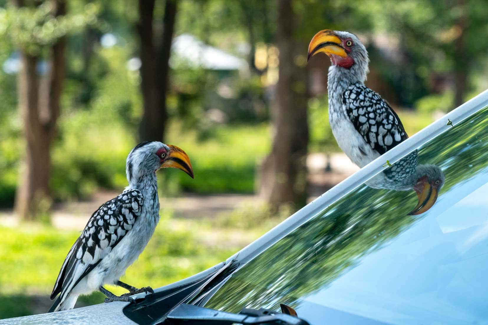 Hornbills enjoying their reflection in the windscreen