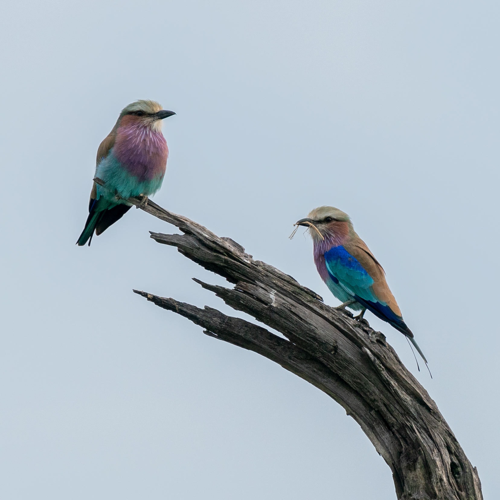 two lilac breasted rollers - luckily these aren't migratory and are found year long 