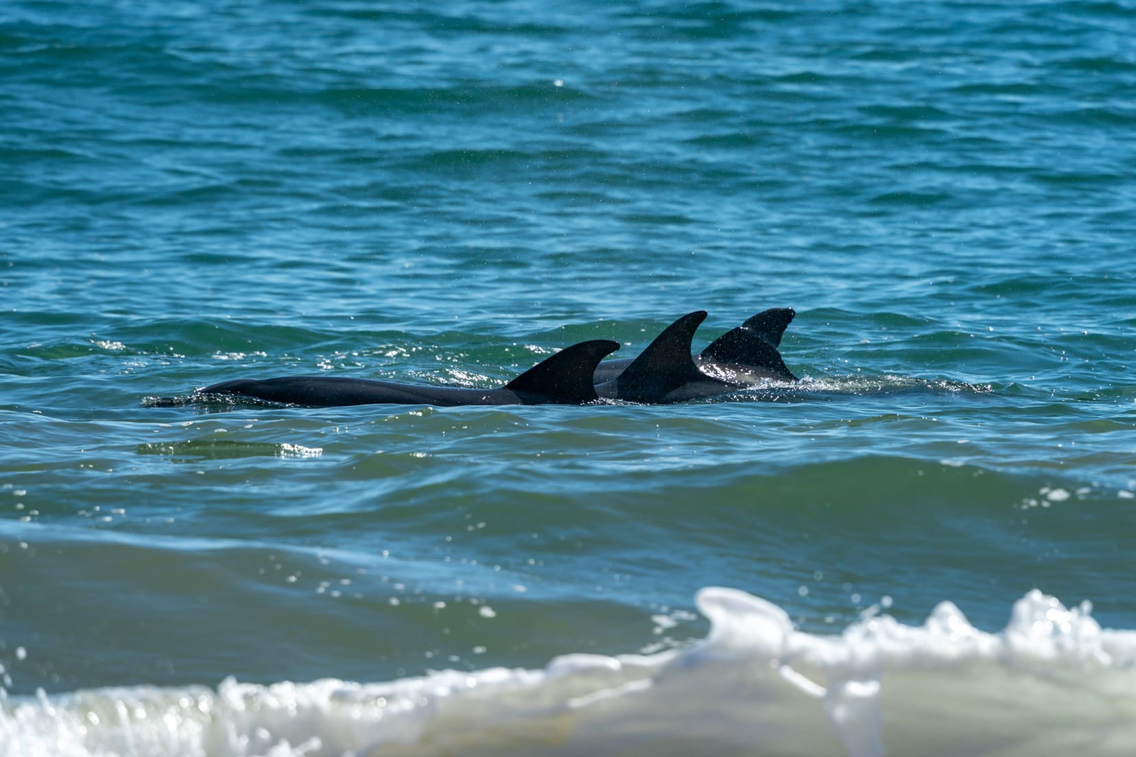 Three dolphin fins showing in the ocean