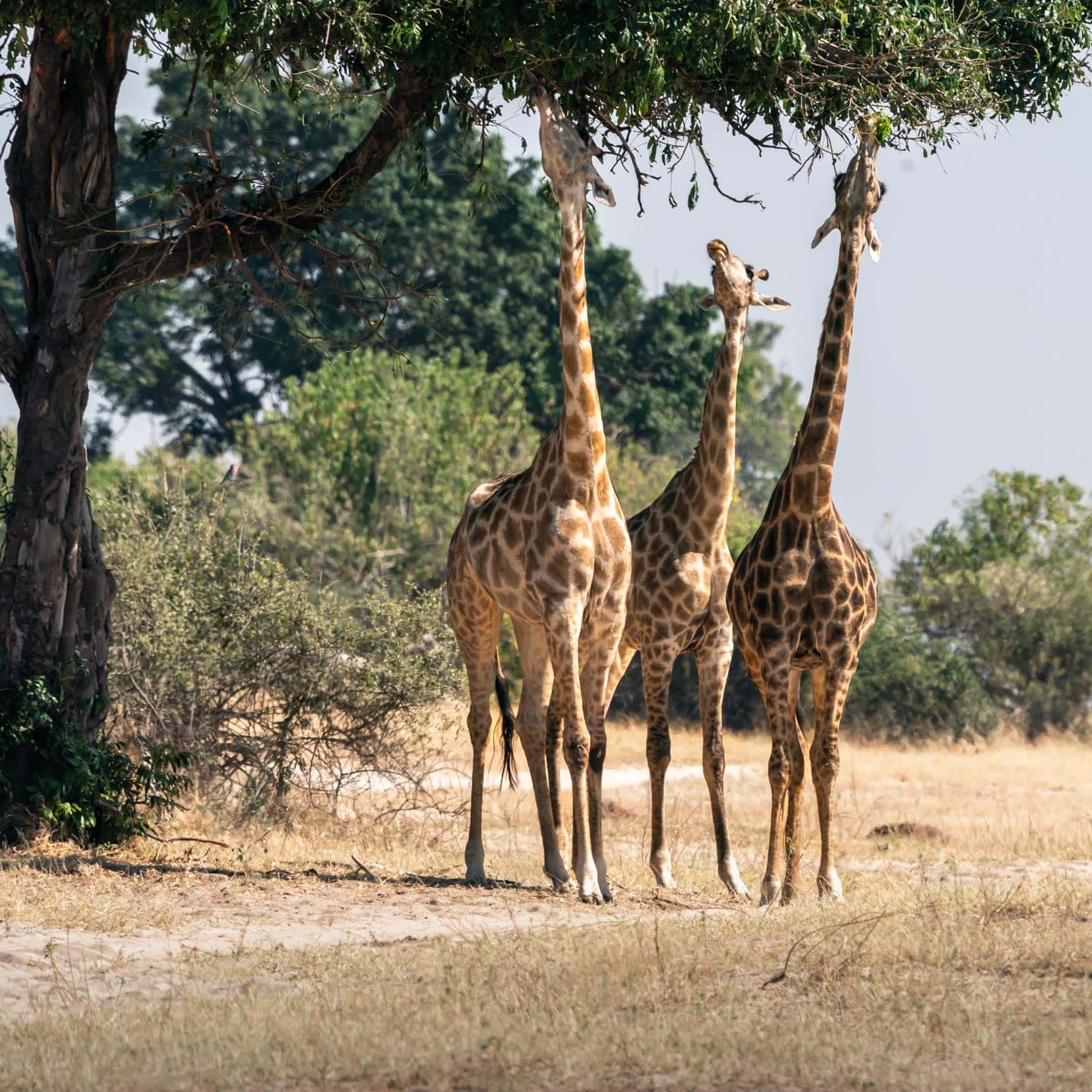 3-x-giraffes-and-tree