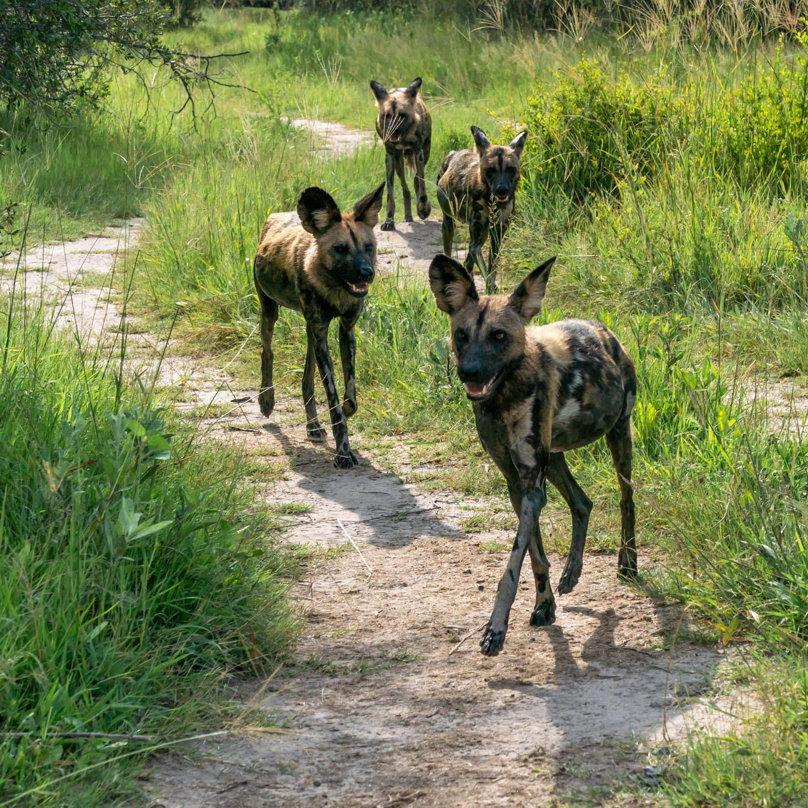 four African wild dogs on a sandy track surrounded by long grass