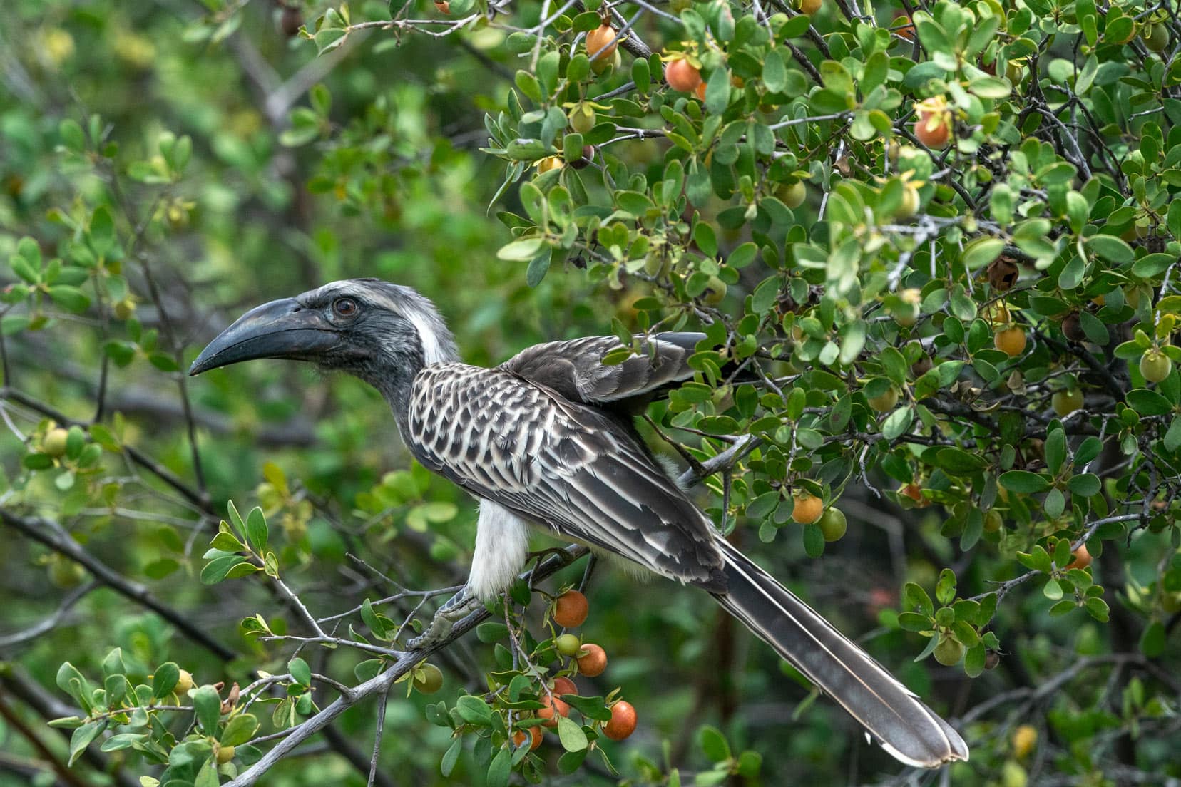 African-Grey-hornbill