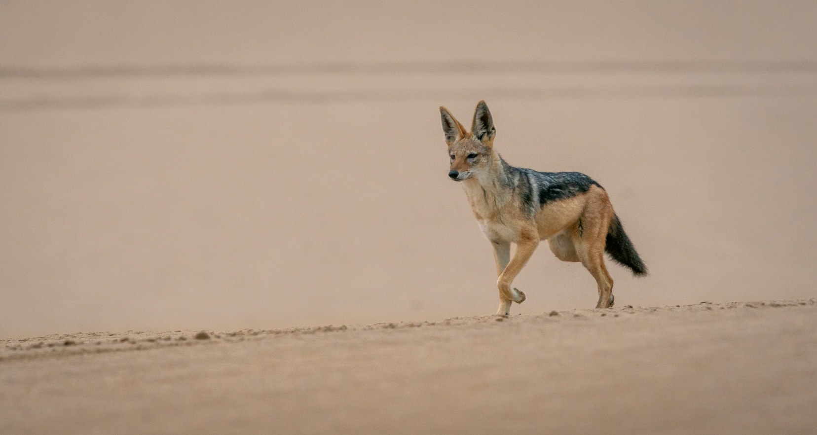 Black-backed-jackal-with-paw-up in the sand-dunes