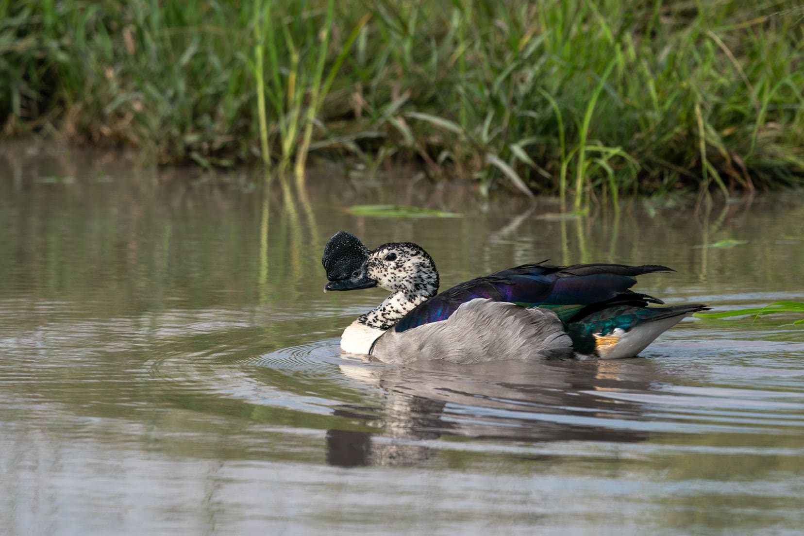 Comb-duck