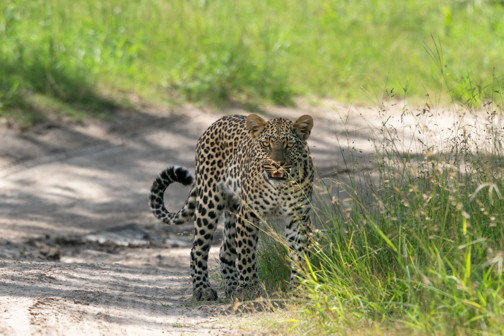 Female-leopard-at-Moremi-Game-Reserve,-Botswana
