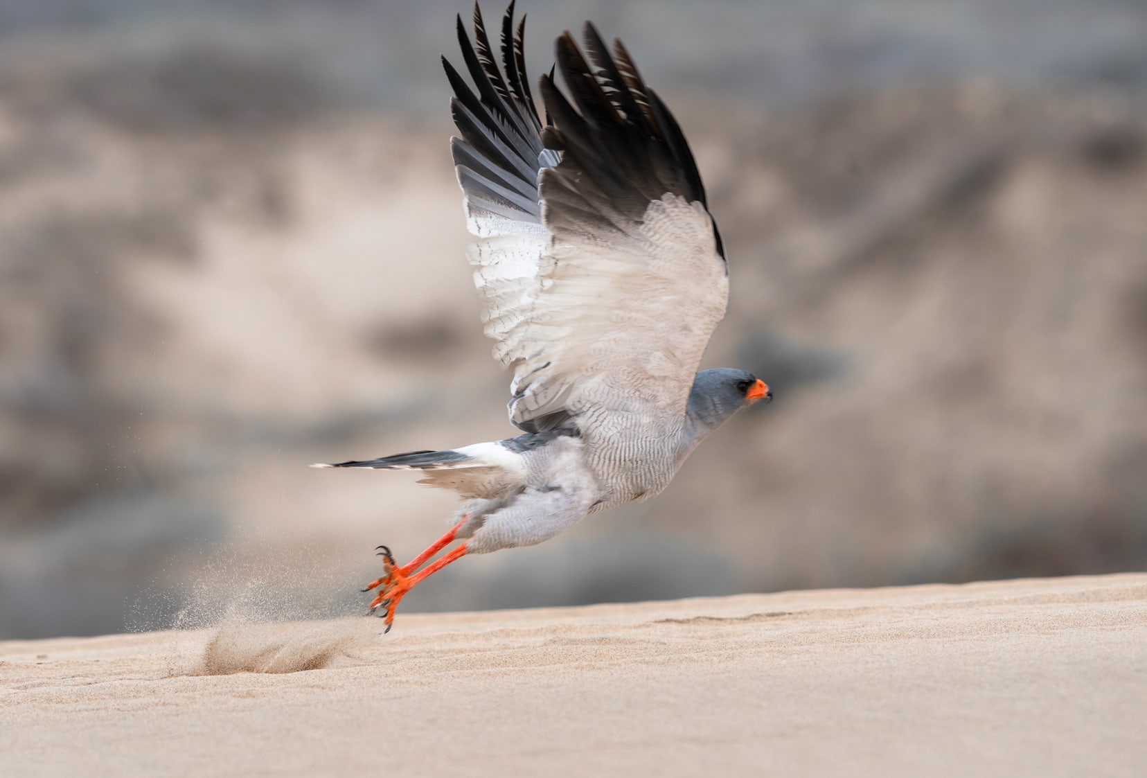 Pale Chanting Goshawk-takes-to-flight-from-dunes