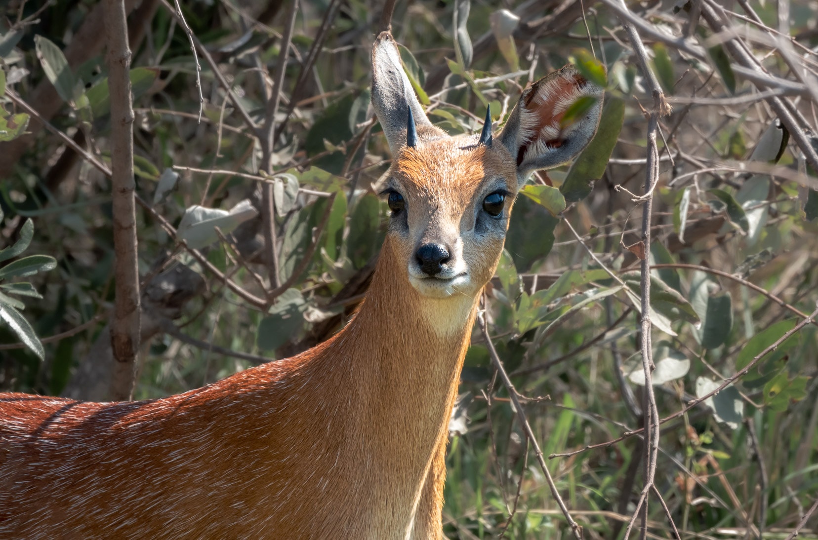 Grysbok small antelopeeith short pointy horns