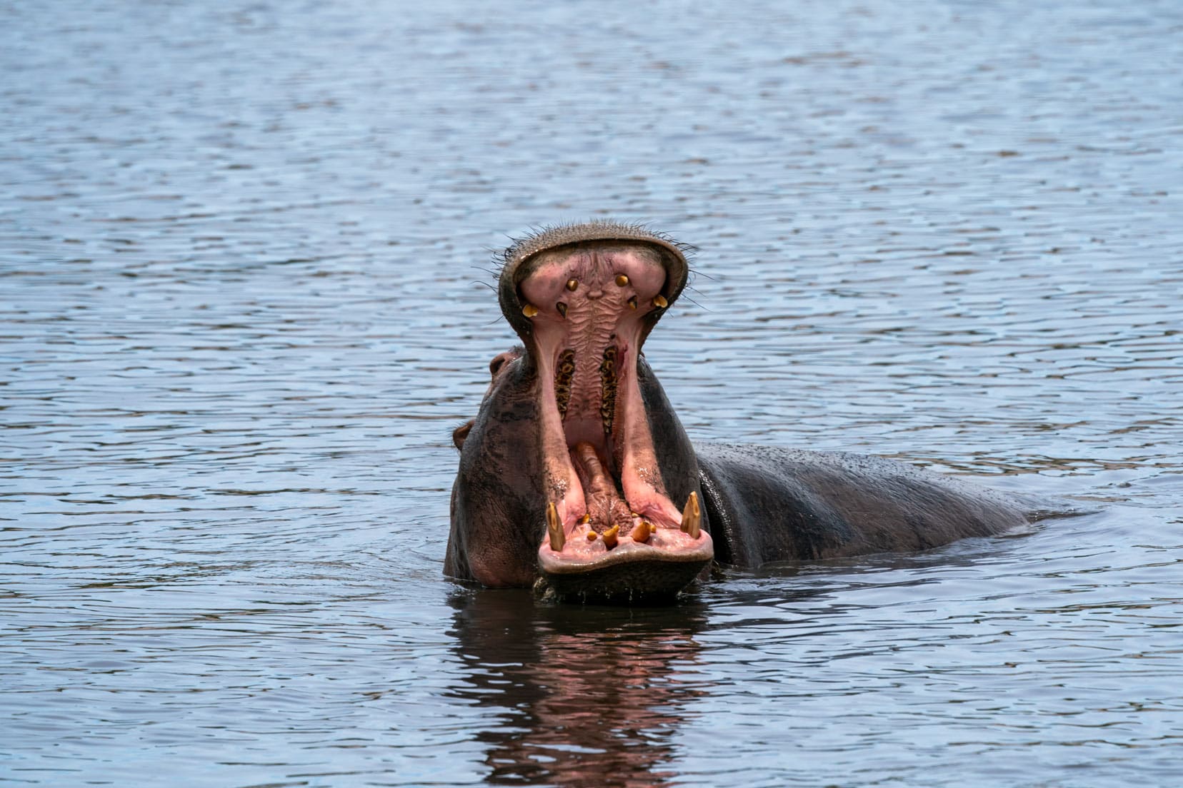 Hippo-at-Makgadikgadi-Pan,-Botswana
