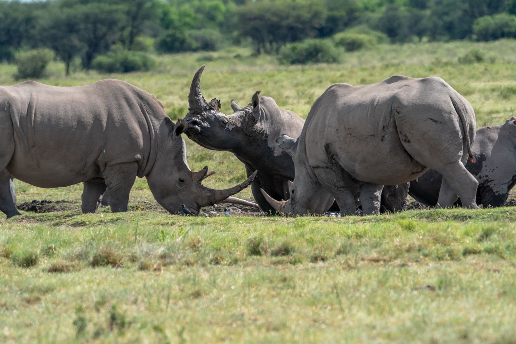 Khama-rhino-sanctuary,-Botswana