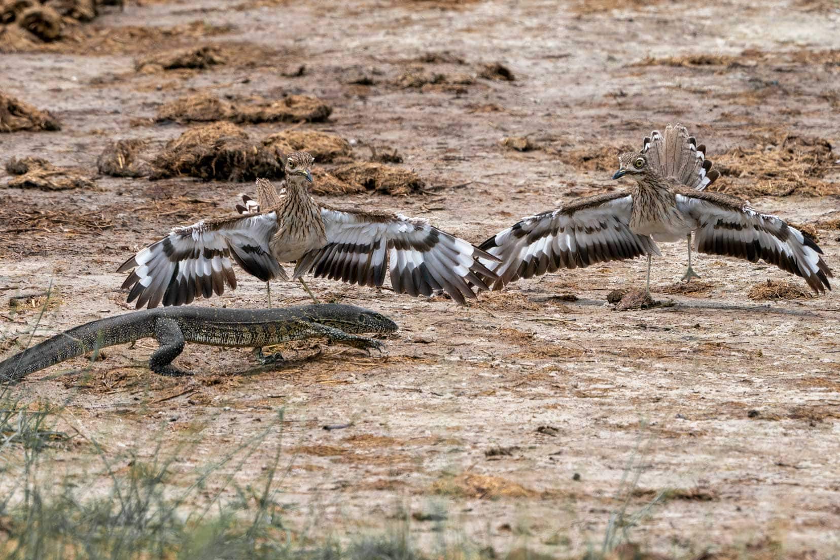 2-x-thick-knee-birds sreading their wings by a water monitor lizard 