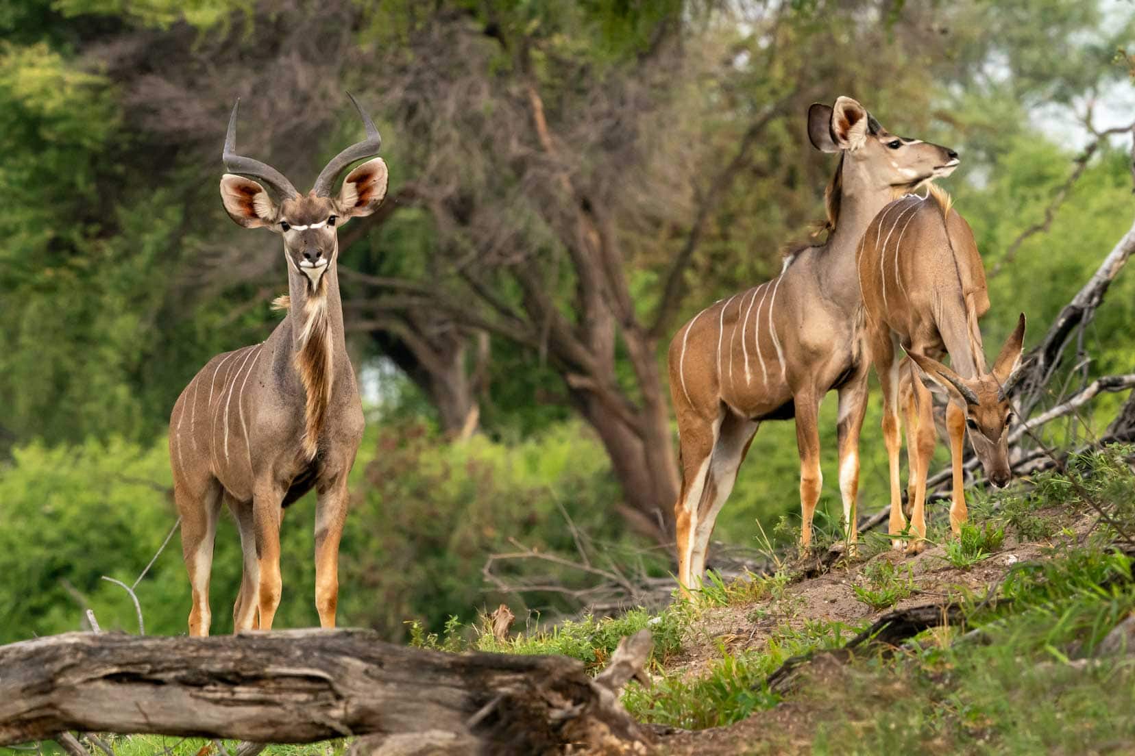 Kudu on the riverbank at Makgadikgadi