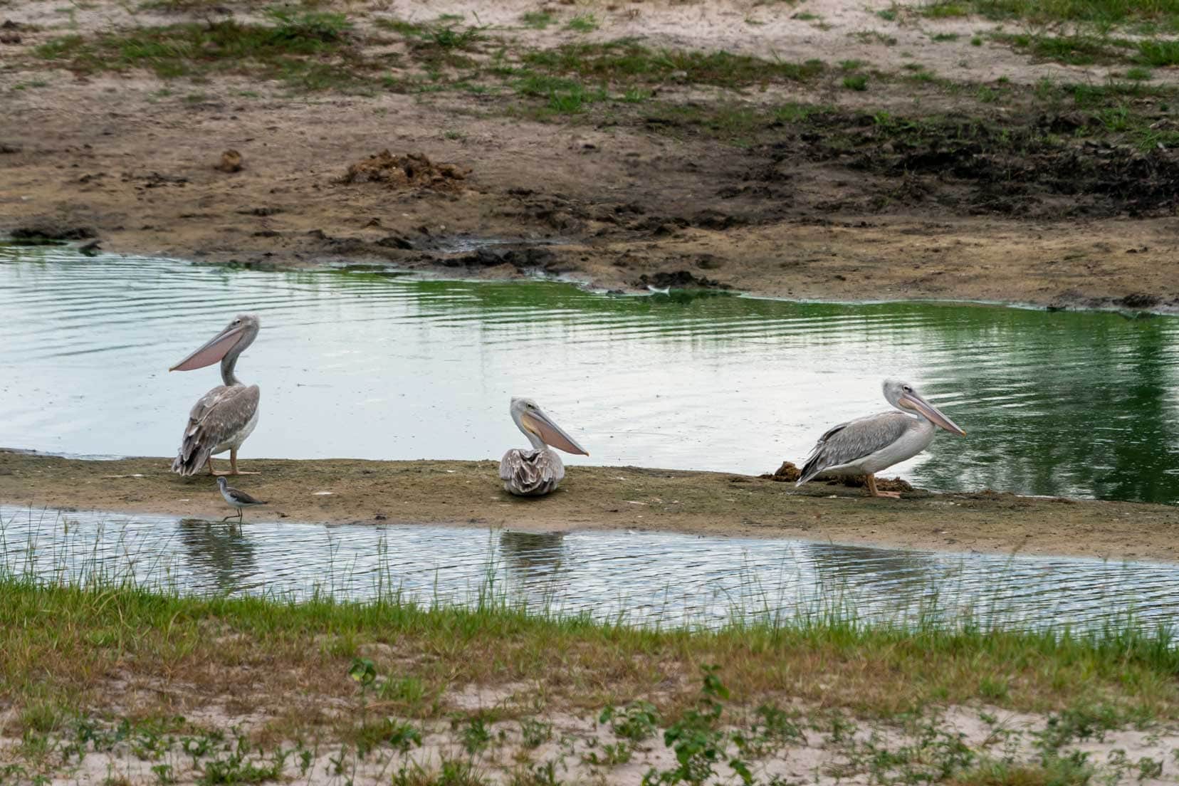 Pelicans in the pools of the Boteti River