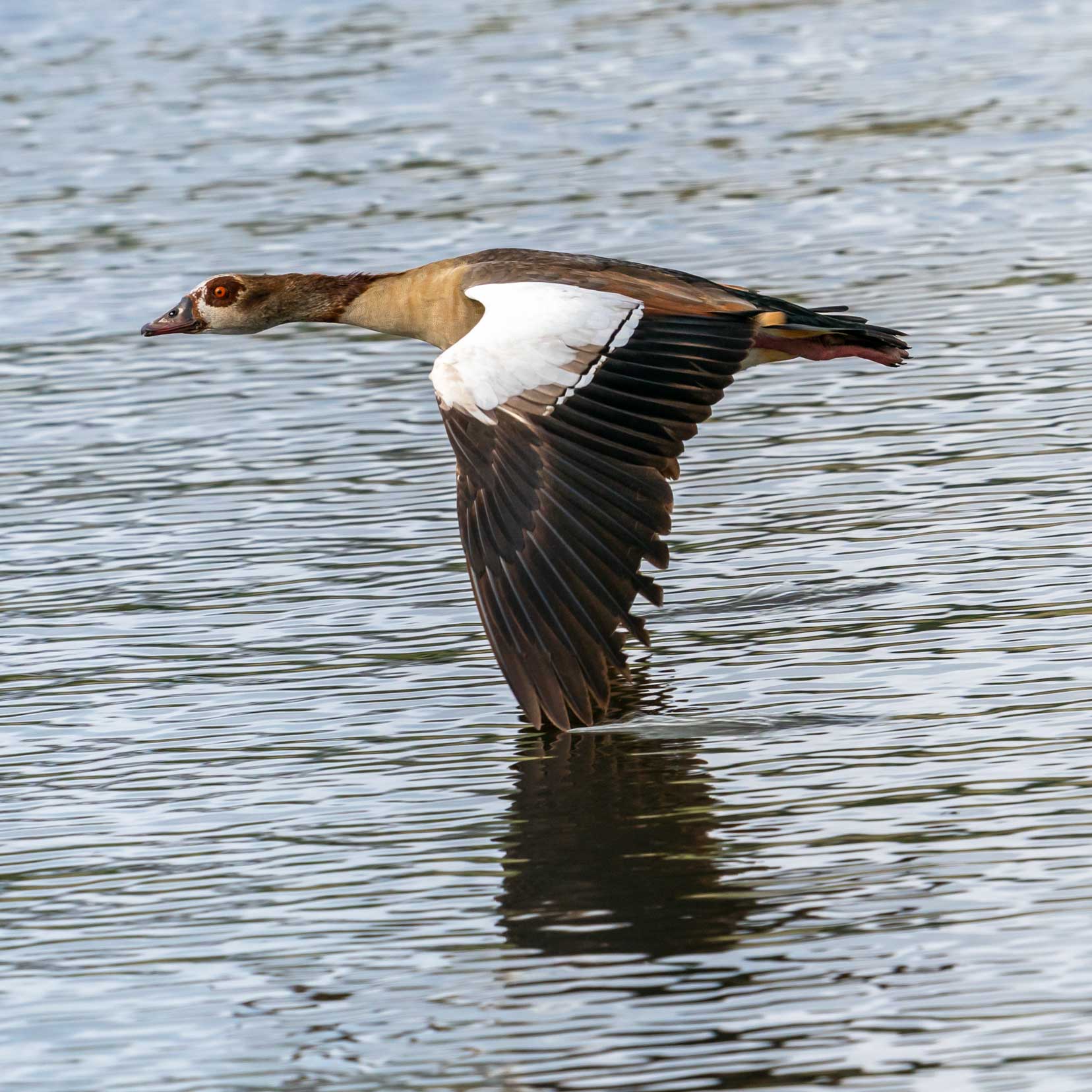 Makgadikgadi Pans Egyptian-goose-dips-wing-in-water