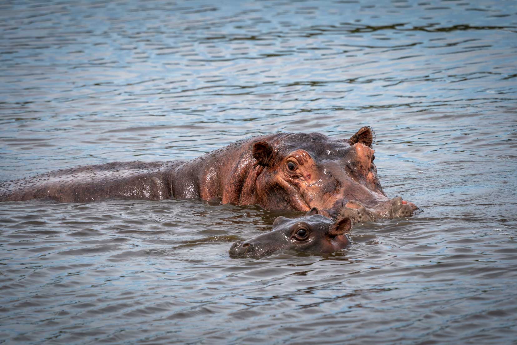 Makgadikgadi Pans Hippo-mum-and-calf-at-hippo-pools