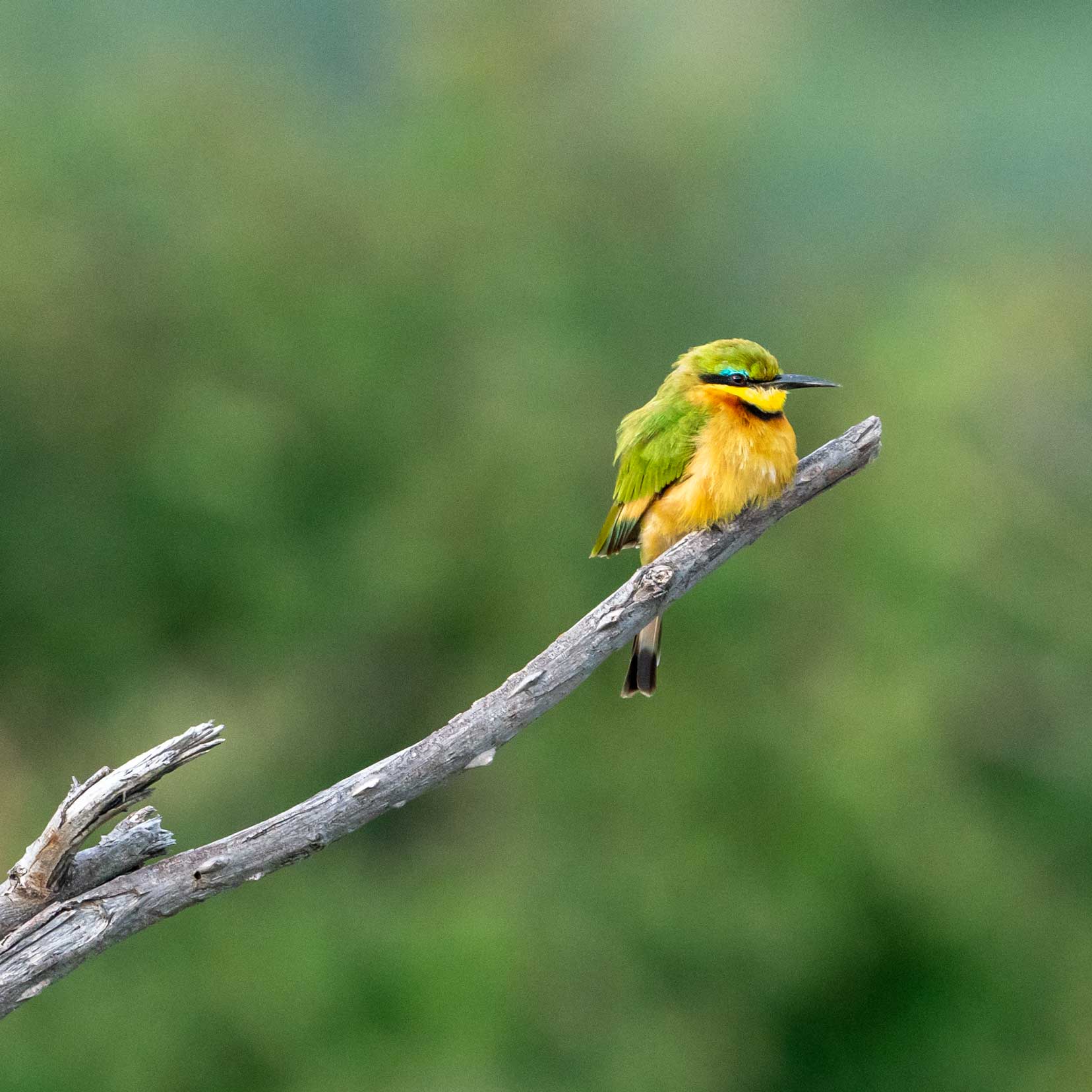 Makgadikgadi Pans Little-bee-eater