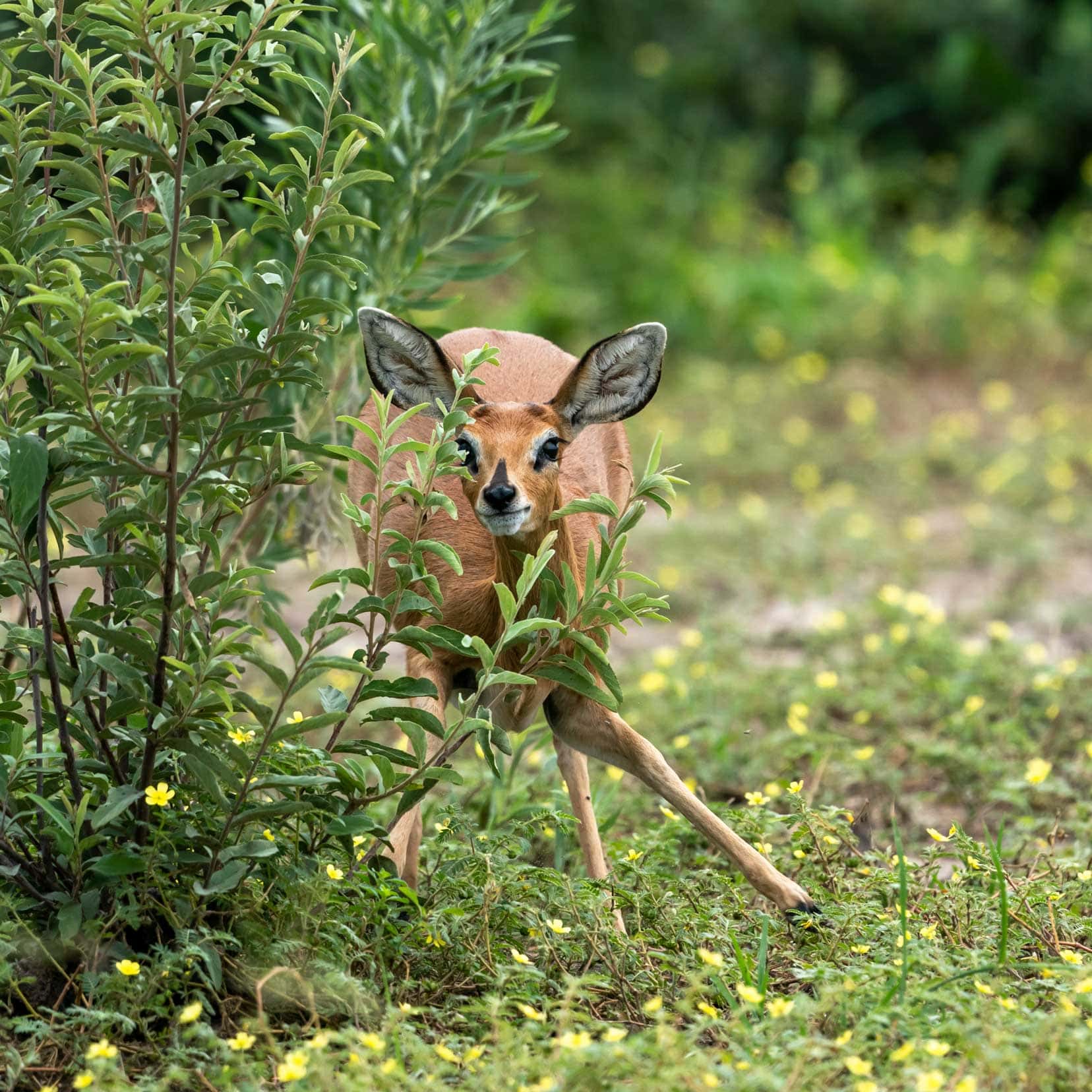 Steenbok-hiding-behind-a-bush
