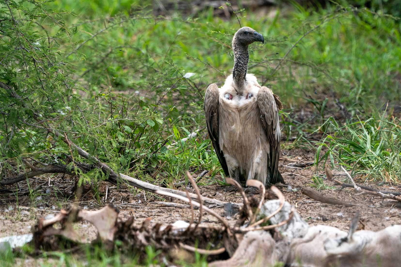 Makgadikgadi PansWhite-headed-vulture-behind-a-kill