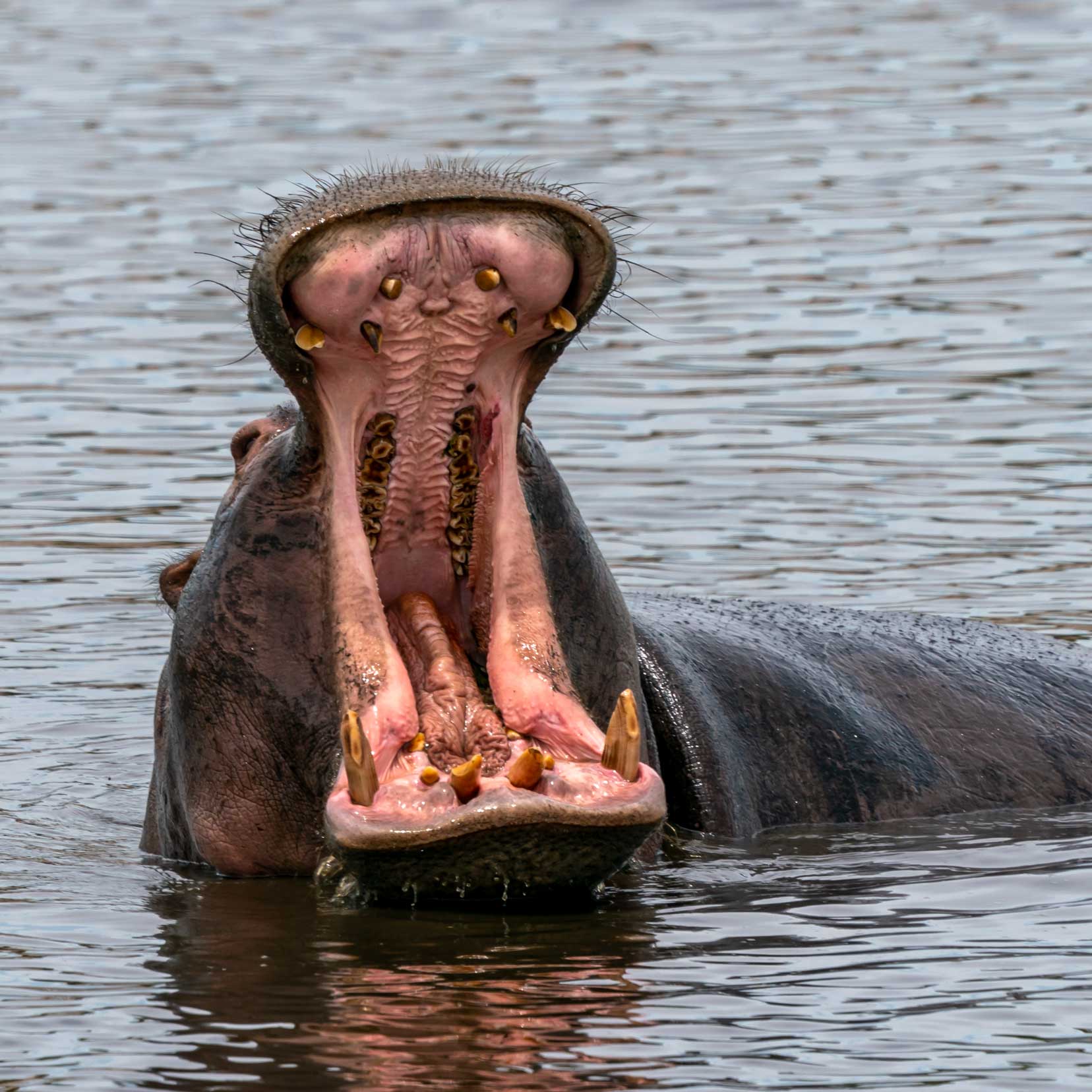 Makgadikgadi National Park Camping Pan hippo-with-open-mouth-at-hippo-pools on the Boteti River