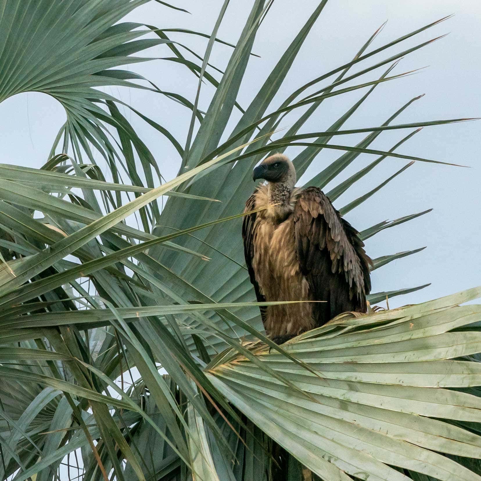 Vulture sat in a date palm