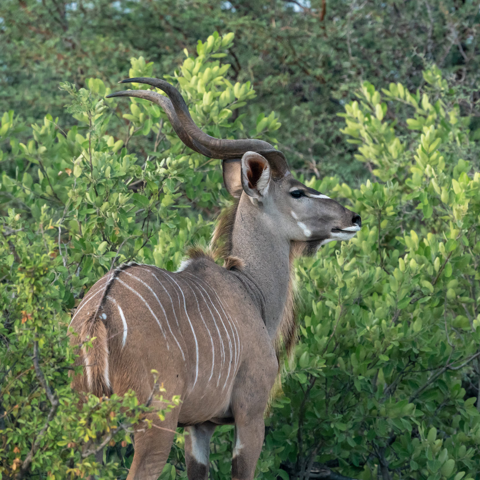 Male kudu in among bushes in Kruger