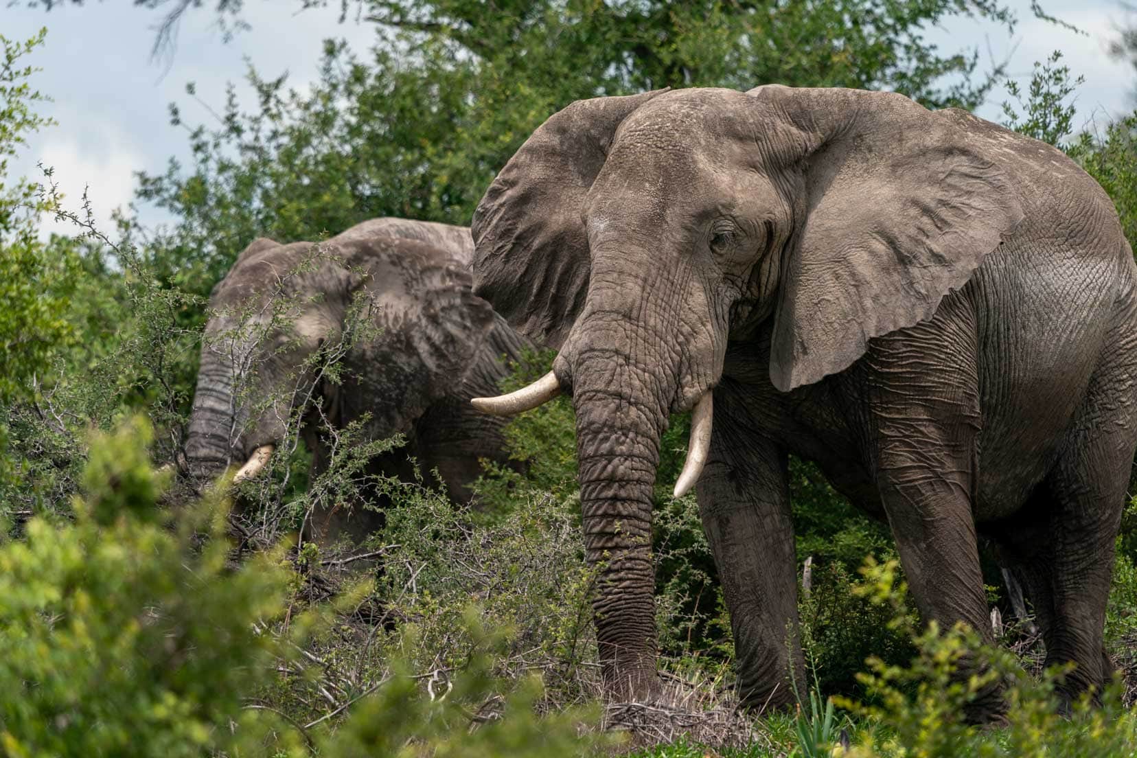 Makgadikgadi elephants in camp