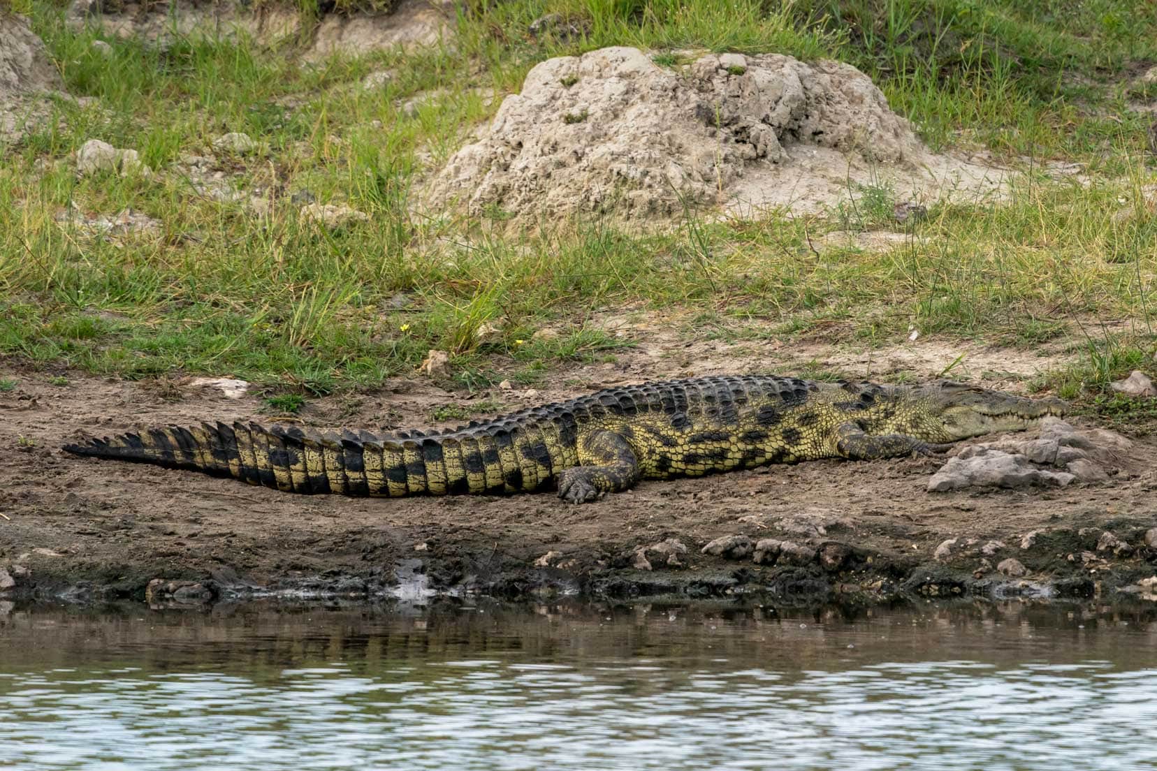 crocodile on banks of Hippo Pools