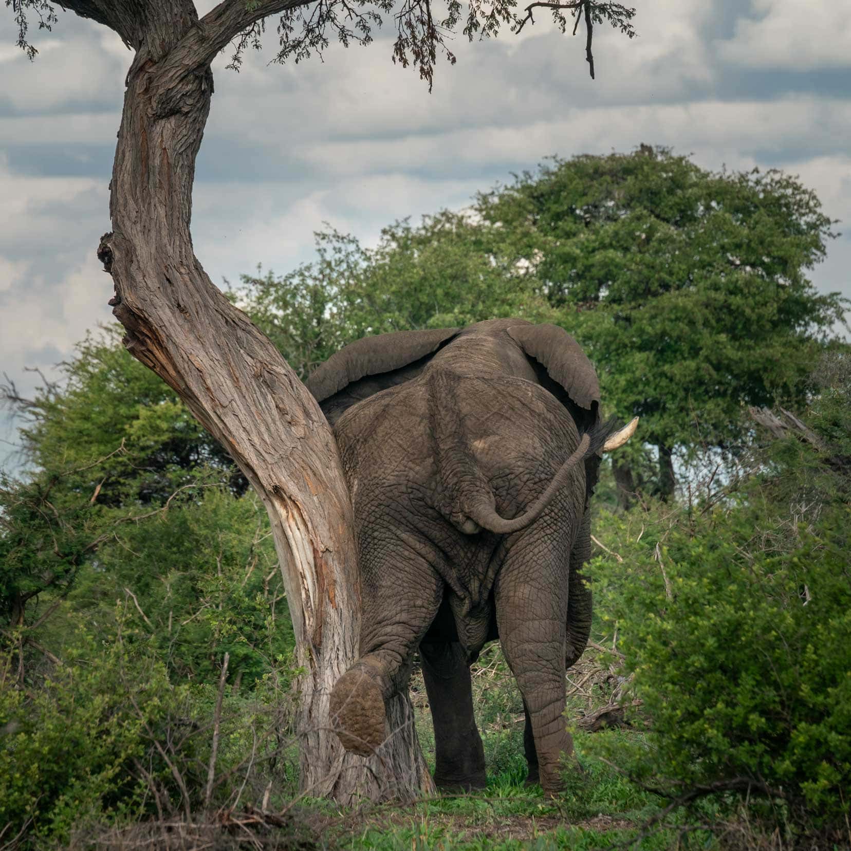 Elephnat straching its leg on a tree trunk in the campgrounds of Kumaga Camp in Makgadikgadi National Park