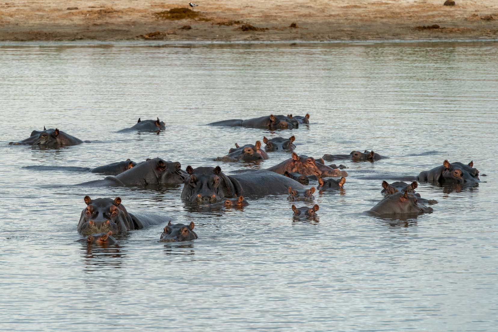hippos in a pool