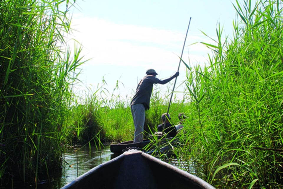 poler on a mokoro in among waterways and tall reeds