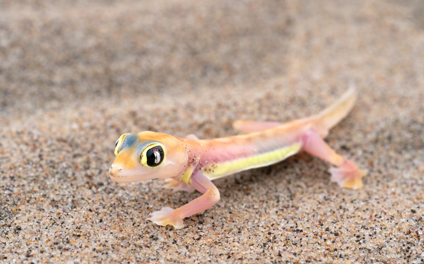 Namib-Dune-gecko-in-sand
